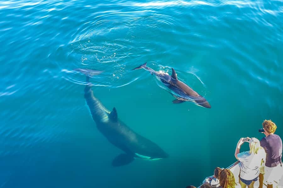 Auckland: Whale and Dolphin Watching Half-Day Eco Cruise - Weather, comfort, and seasickness