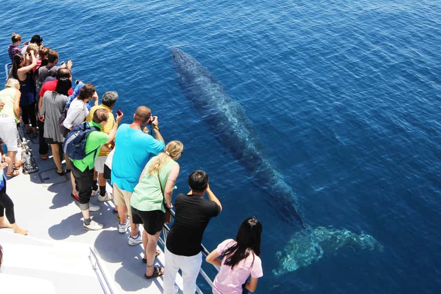 Auckland: Whale and Dolphin Watching Half-Day Eco Cruise - Who will enjoy this Auckland cruise most