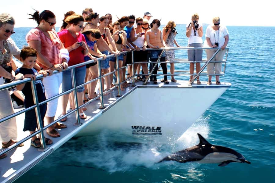 Auckland: Whale and Dolphin Watching Half-Day Eco Cruise - Booking, cancellations, and the no-sighting policy