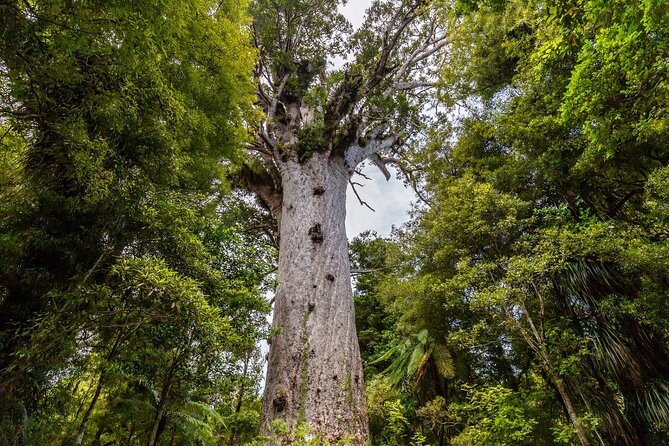 Bay of Islands 2-Day Small Group Tour & Cruise from Auckland - An evening in Paihia
