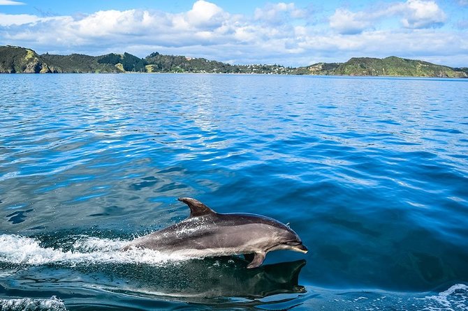 Bay of Islands 2-Day Small Group Tour & Cruise from Auckland - Tane Mahuta and the quiet of Waipoua Forest