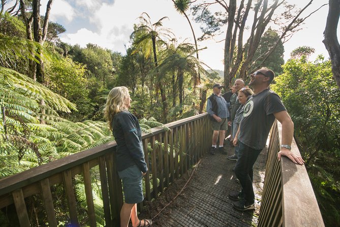Coast and Rainforest Eco-Tour from Auckland with Picnic Lunch - Picnic lunch beside the coast