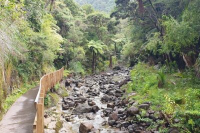 Coast and Rainforest Eco-Tour from Auckland with Picnic Lunch