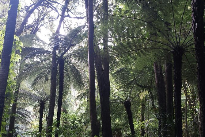 Coast and Rainforest Eco-Tour from Auckland with Picnic Lunch - Piha Beach and black volcanic sand