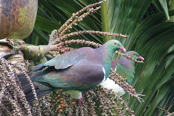 Coast and Rainforest Eco-Tour from Auckland with Picnic Lunch - Waitakere rainforest and giant kauri trees