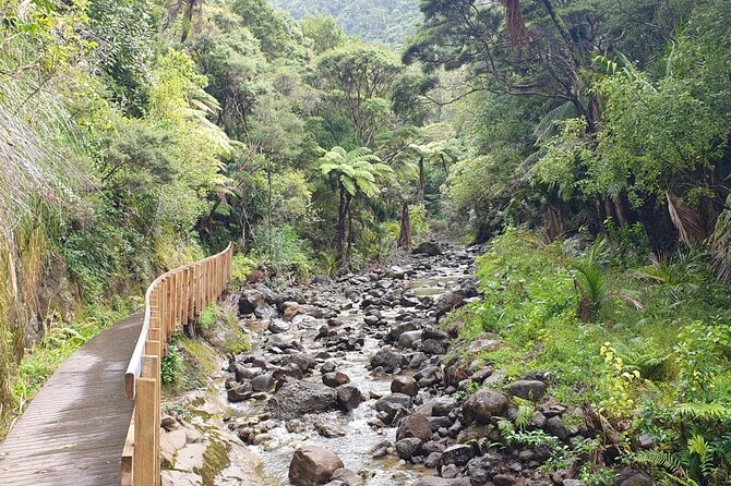 Coast and Rainforest Eco-Tour from Auckland with Picnic Lunch - Mercer Bay Loop and the day’s hardest walk
