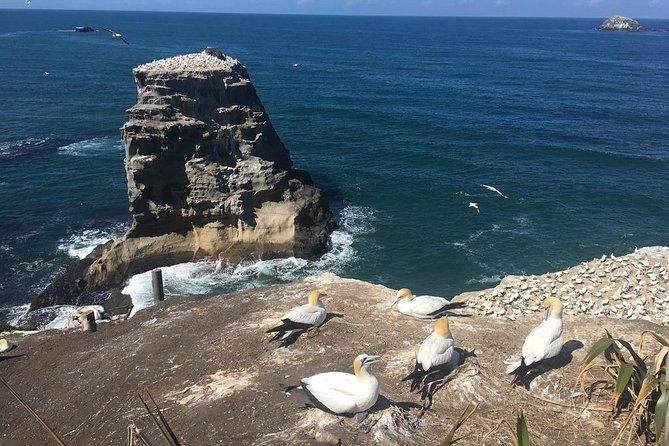 Coast to Coast Private Eco Tour - Achilles Point and the Waitematā Harbour