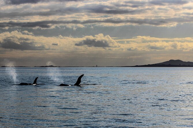 Discover Auckland City Tour: The City of Sails - Vehicle comfort, group size, and pace