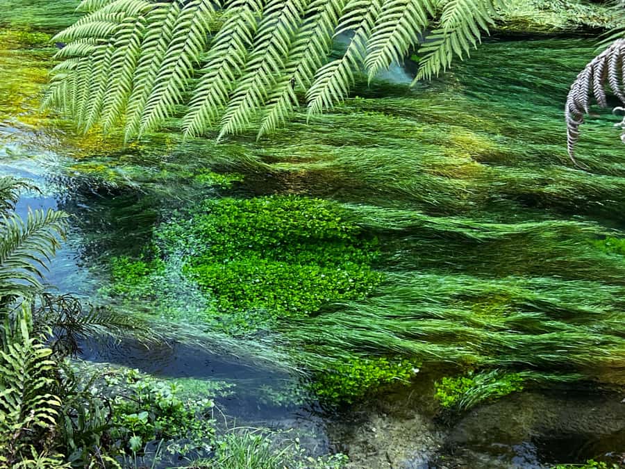 Ex Auckland: TE PUIA Geothermal, Redwood & Blue Springs - Key points to know before booking