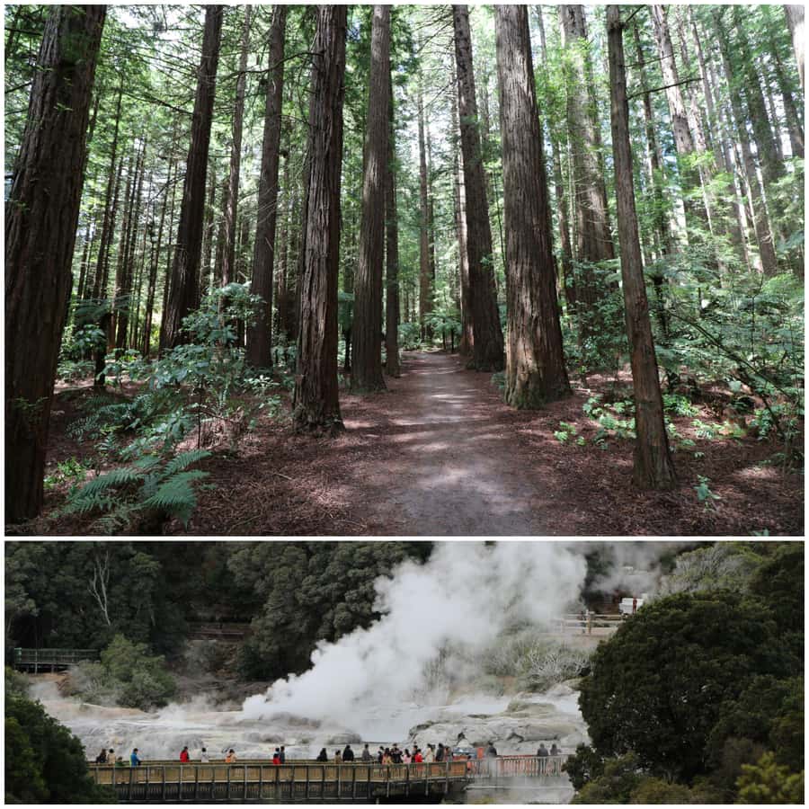 From Auckland: Day Trip to Rotorua with Optional extras - Why Rotorua makes a worthwhile day from Auckland