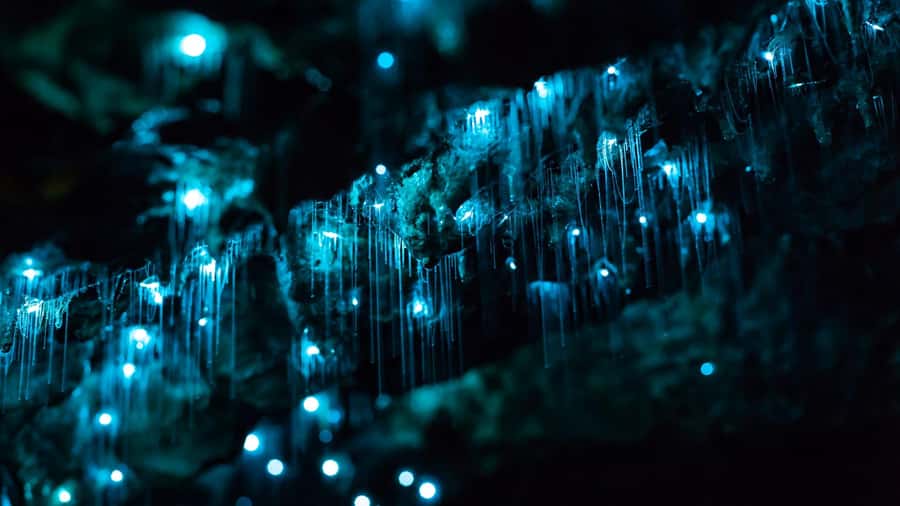 From Auckland: Day Trip to Waitomo Glow Worm Caves - A guided walk through the limestone chambers