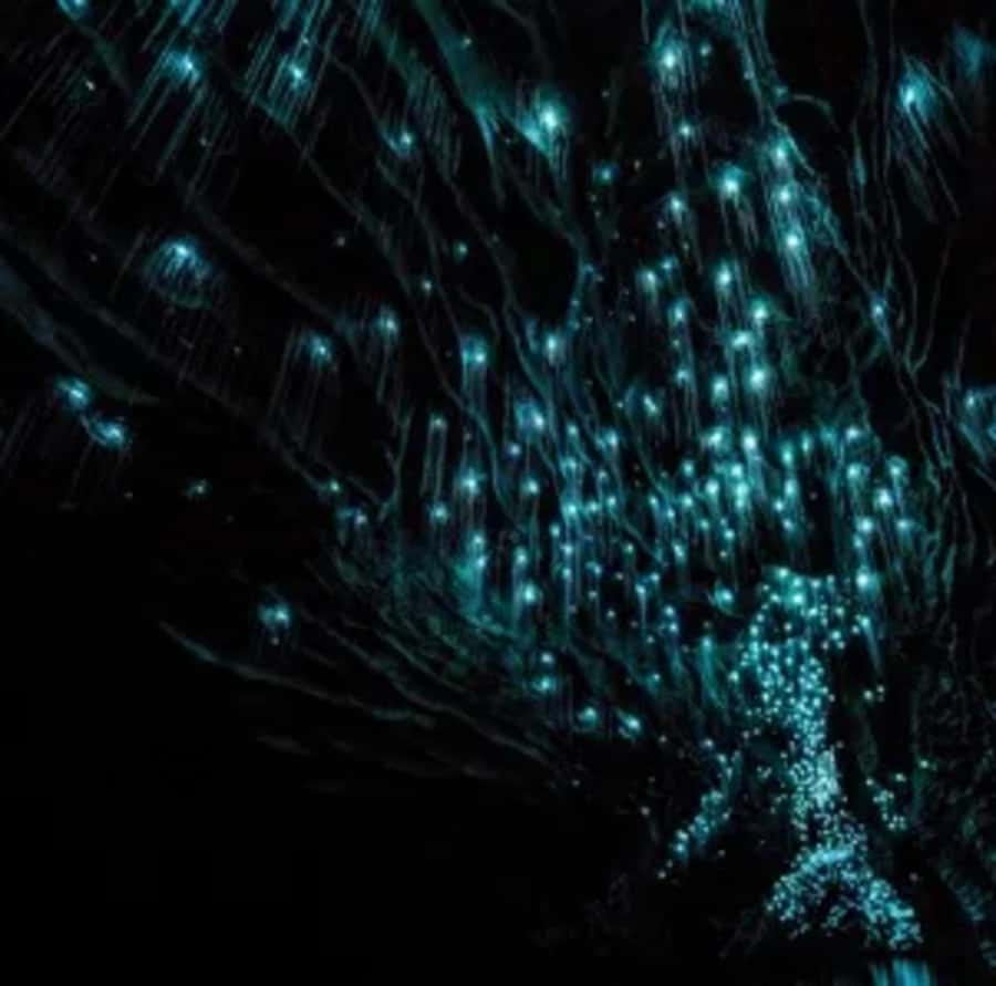 From Auckland: Day Trip to Waitomo Glow Worm Caves - Small details that make the day easier