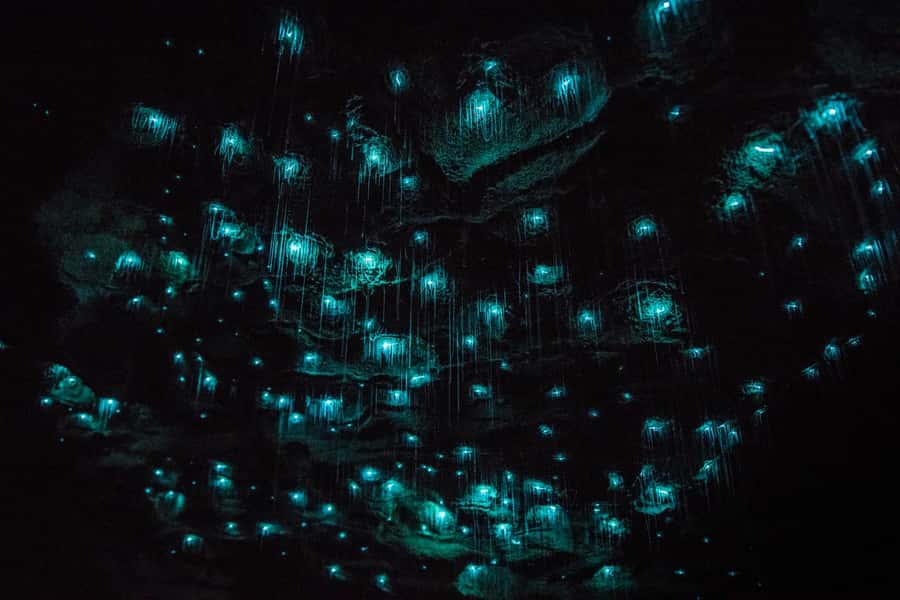 From Auckland: Day Trip to Waitomo Glow Worm Caves - Should you book the Waitomo Glowworm Caves tour?