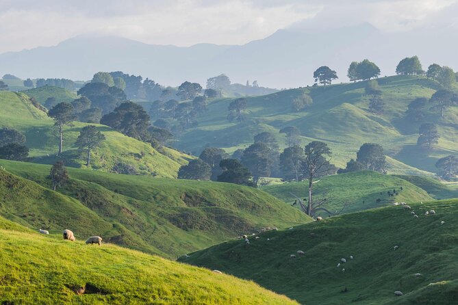 From Auckland:Hobbiton Movie Set & Waitomo Caves Small Group Tour - Arriving at Hobbiton through sheep country