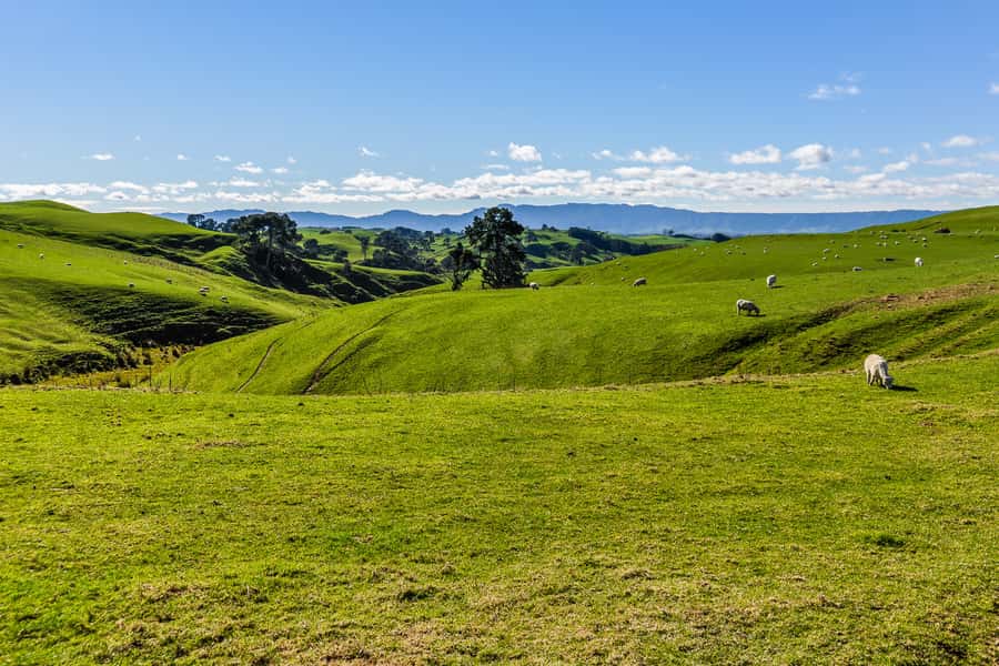 From Auckland or Rotorua: Hobbiton & Waitomo Tour with Lunch - The long drive and the value of a good guide