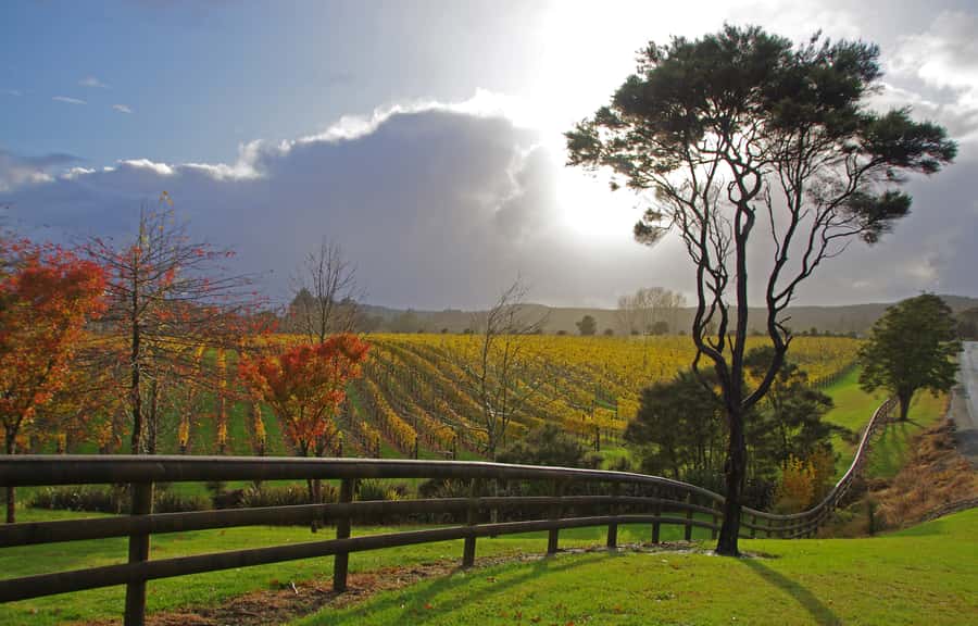 From Auckland: Small Group Kumeu Wine Tour with Lunch - From Auckland city to Kumeu’s wine country