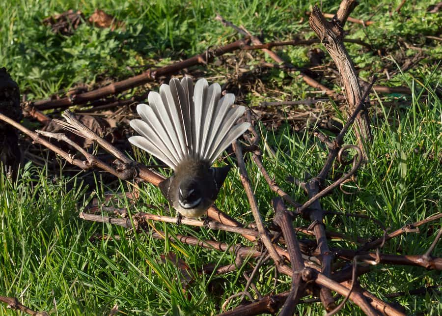 From Auckland: Small Group Kumeu Wine Tour with Lunch - Muriwai’s cliffs, gannets, and black iron sand