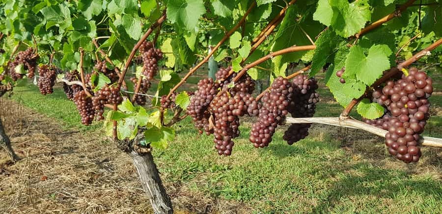 From Auckland: Small Group Kumeu Wine Tour with Lunch - Soljans: your first tasting and vineyard lunch