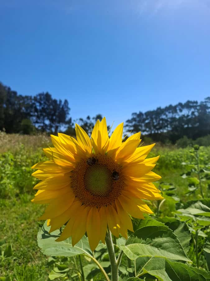 From Auckland: Waiheke Island Sip & Savour Tour with Lunch - Key points to know before booking