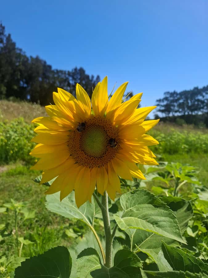 From Auckland: Waiheke Island Wine Cellar Tour - Lunch around 1pm, with the bill still to come
