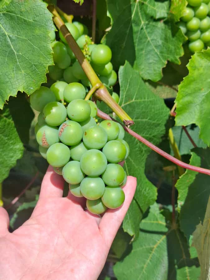 From Auckland: Waiheke Island Wine Cellar Tour - The guide can make or break the day