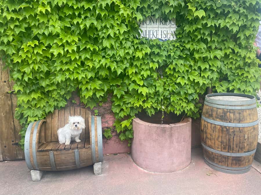 From Auckland: Waiheke Island Wineries' Tour - The lunch break is flexible, but not included