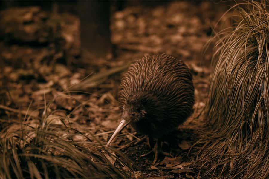 From Auckland: Waitomo Caves and Kiwi House Group Tour - Key points at a glance