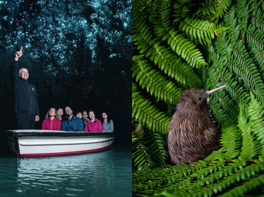 From Auckland: Waitomo Caves and Kiwi House Group Tour - A long but rewarding road from Auckland