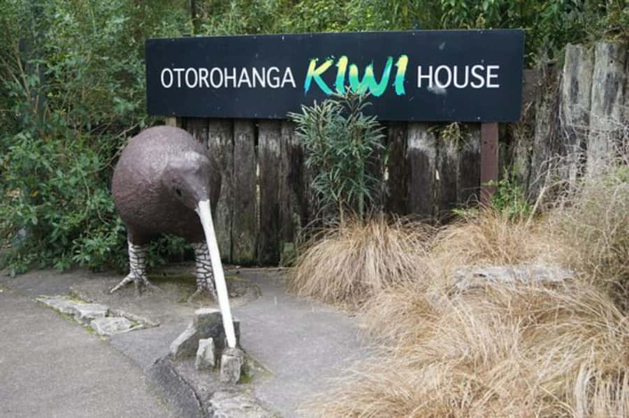From Auckland: Waitomo Caves and Kiwi House Group Tour - Lunch is a pause, not an included feature