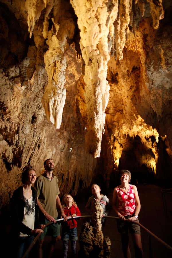 From Auckland: Waitomo Caves and Kiwi House Group Tour - Who will enjoy this day most