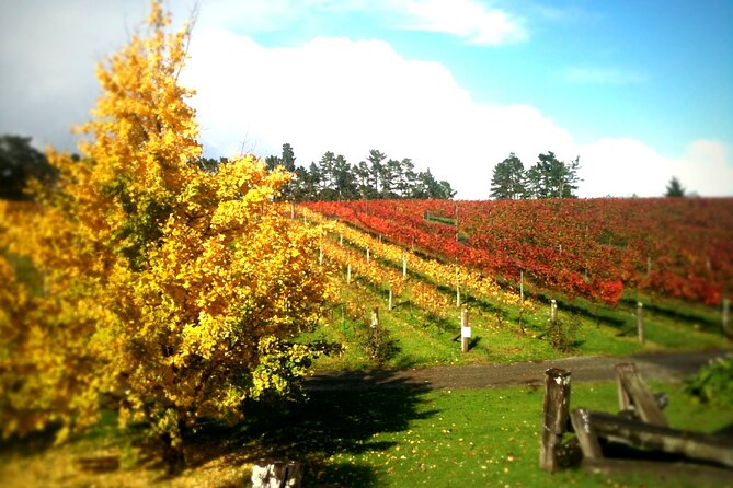 Full-Day Wine Tasting Tour in Auckland with 3-Course Vineyard Lunch - Timing, group size, and practical details