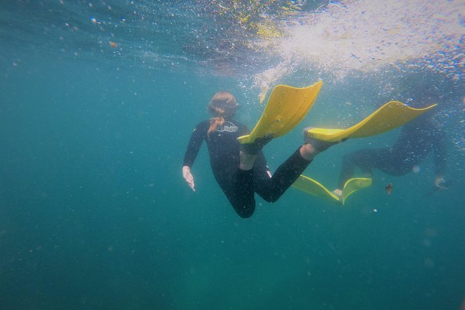 Guided Snorkel Experience, Advanced - Meeting at Leigh and getting fitted out