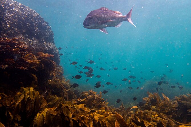 Guided Snorkel Experience, Advanced - Entering the water at Goat Island