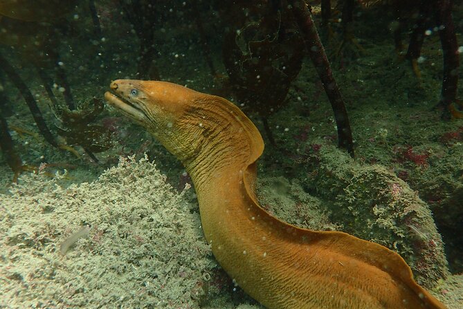 Guided Snorkel Experience, Advanced - What the guides add to the morning