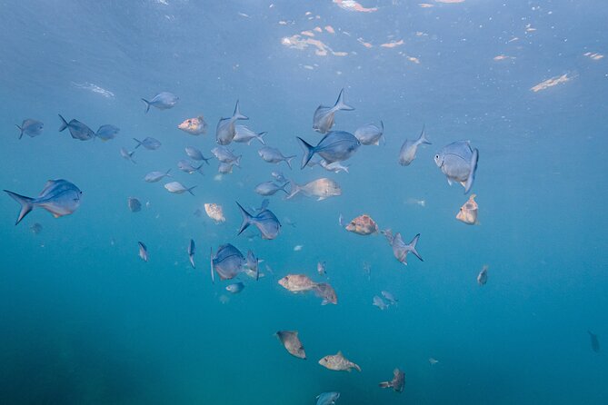 Guided Snorkel Experience, Advanced - Winter conditions and wetsuit comfort