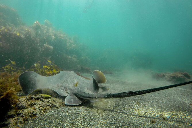 Guided Snorkel Experience, Advanced - The safety briefing and skill lesson