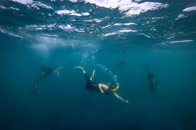 Guided Snorkeling and Island Exploration in Auckland - What the snorkeling portion offers