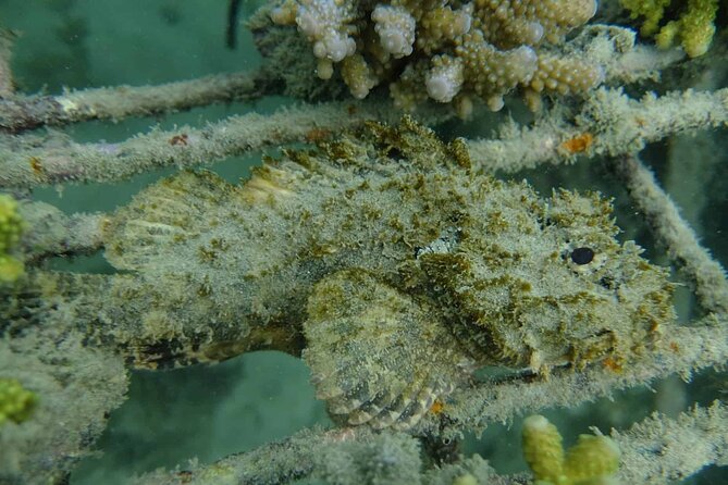 Guided Snorkeling and Island Exploration in Auckland - Who should book this experience?