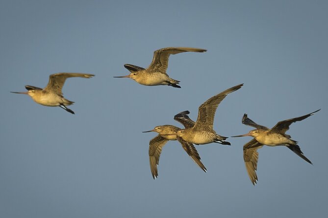 Guided Tour at Pukorokoro Shorebird Centre - Why this estuary matters