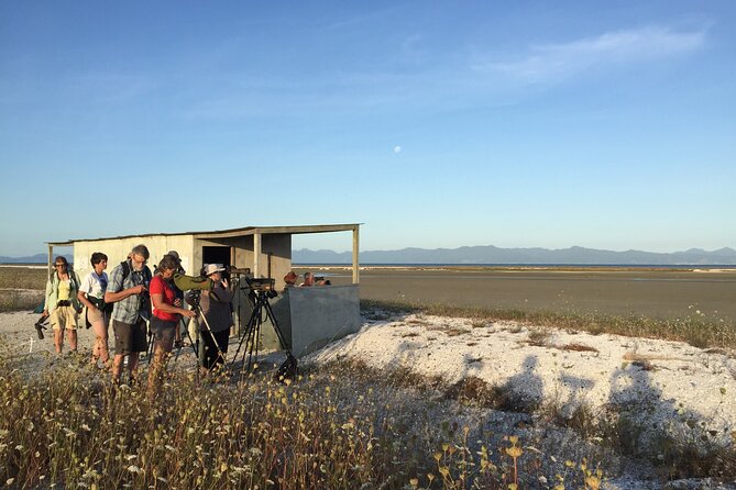 Guided Tour at Pukorokoro Shorebird Centre - Meeting godwits, wrybills, and red knots