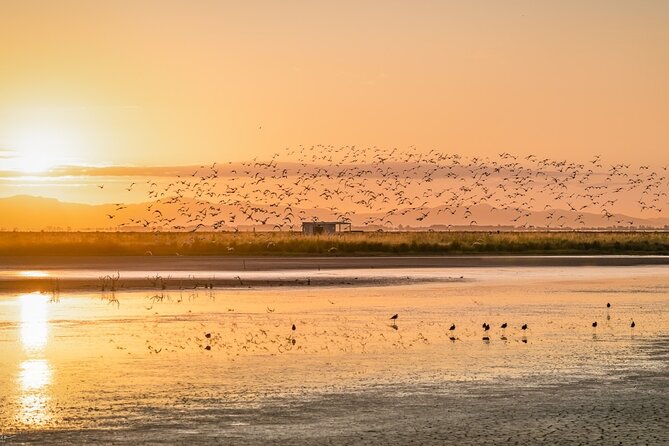 Guided Tour at Pukorokoro Shorebird Centre - Practical planning for your visit