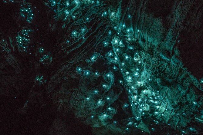 Hobbiton and Waitomo Caves Small Tour from Auckland - Is $313.39 a fair price?