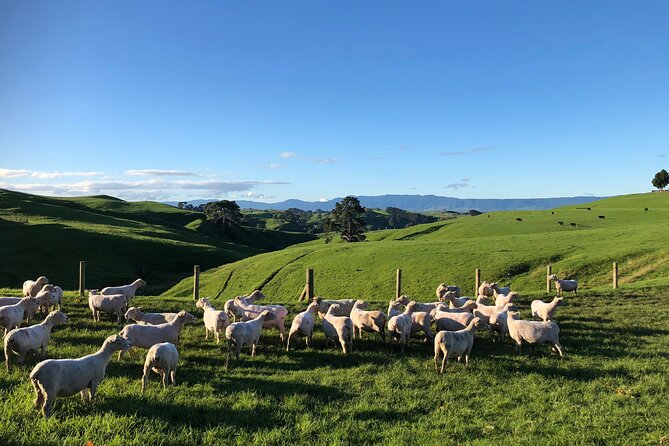 Hobbiton Movie Set Day Tour - Who will enjoy this tour most