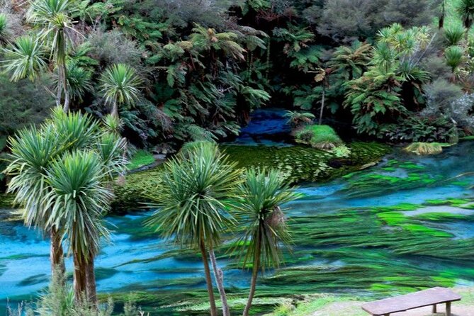 Hobbiton Movie Set Tour to Blue Springs and Mineral Spa - The return to Auckland
