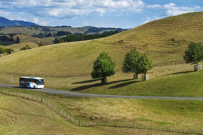 Hobbiton & Waitomo Caves Guided Tour from Auckland with Lunch - Walking into Hobbiton near Matamata