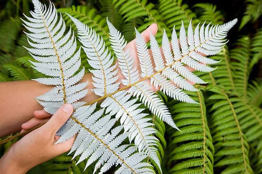 Luxury Auckland & West Coast Day Tour with Maori Guide - Kauri and pohutukawa add a living history lesson