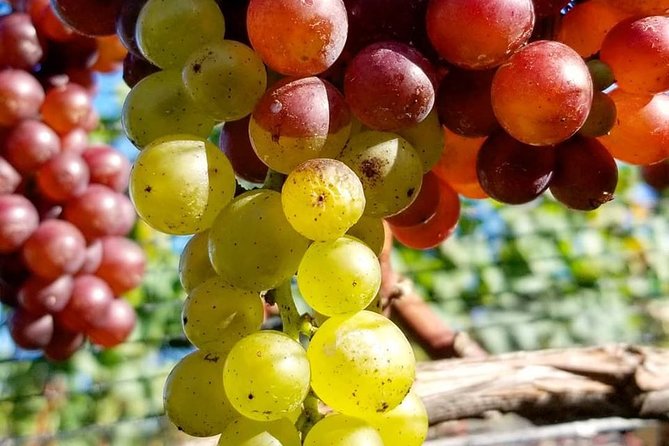 Luxury Private Auckland Wine & Beach Tour with Lunch - Soljans Estate gives you one last tasting