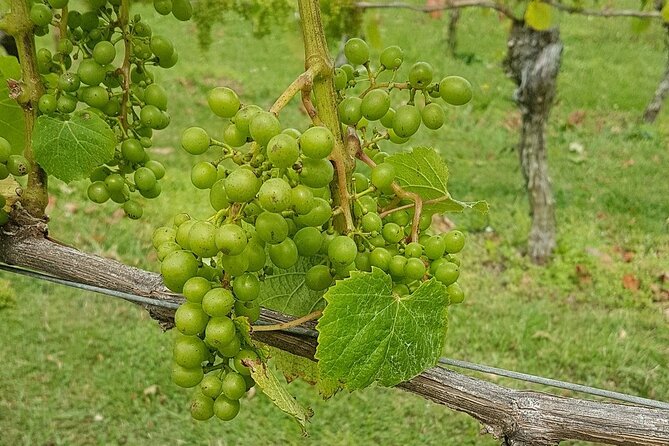 Muriwai Scenic Wine Tour from Auckland - Price, timing, and overall value
