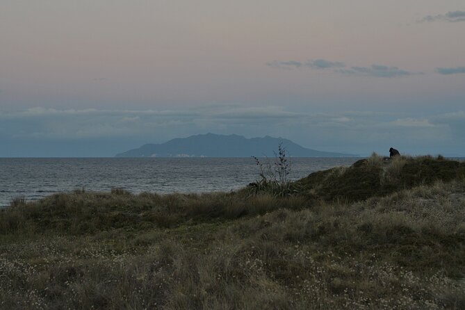 Nocturnal Wonders Tawharanui Kiwi Spotting and Stargazing Tour - How the small group changes the night