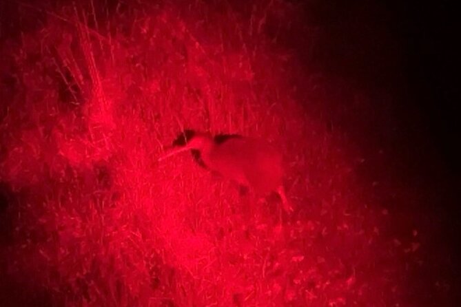 Nocturnal Wonders Tawharanui Kiwi Spotting and Stargazing Tour - Timing, meeting point, and practical planning